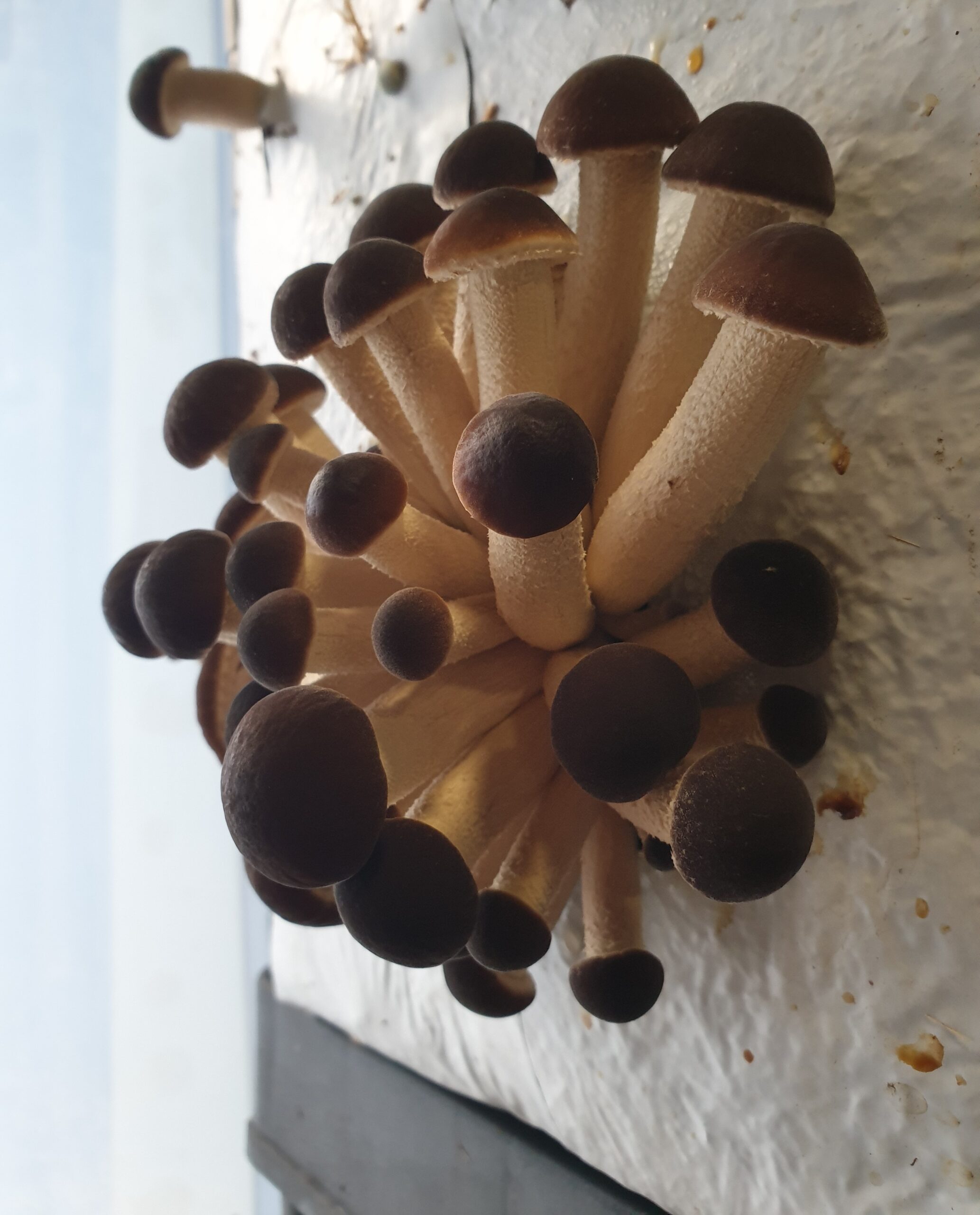 Pholiote du peuplier (500g)